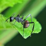 Fear Of Ants - Ways To Get Over The Fear Of Ants