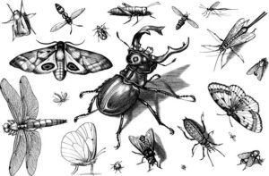 How Fear Of Insects Can Affect You