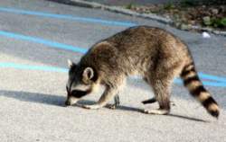 Fear of rabies image