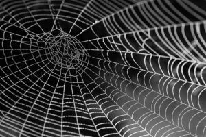 Overcoming Arachnophobia: Top Tips For Conquering Your Fear Of Spiders