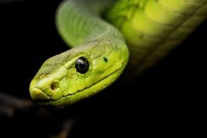 How to Get Rid of Fear of Snakes